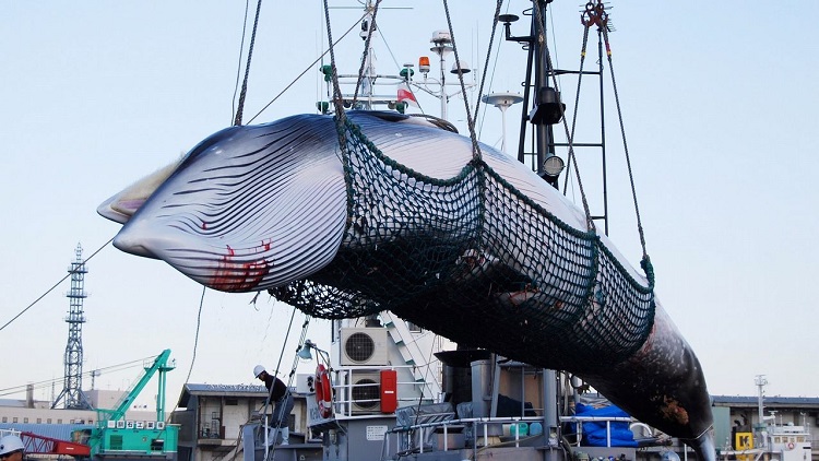 Japón retomará este lunes caza comercial de ballenas