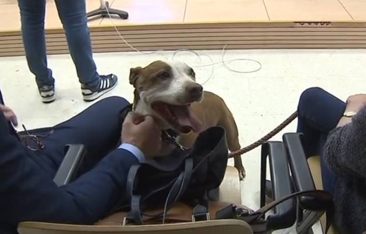 Un año de cárcel para el hombre que tiró a su perra a la basura en Tenerife gravemente herida