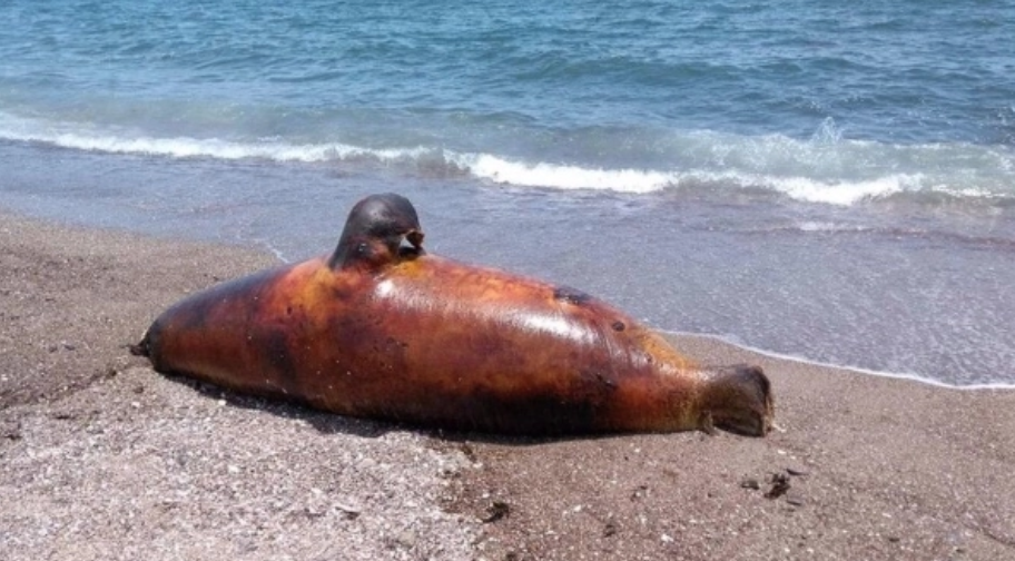 Ya hay animales muertos en Mar de Cortés, culpan a Grupo México