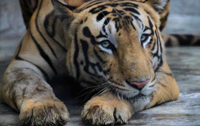 Gracias a India y Rusia crece la población mundial de tigres