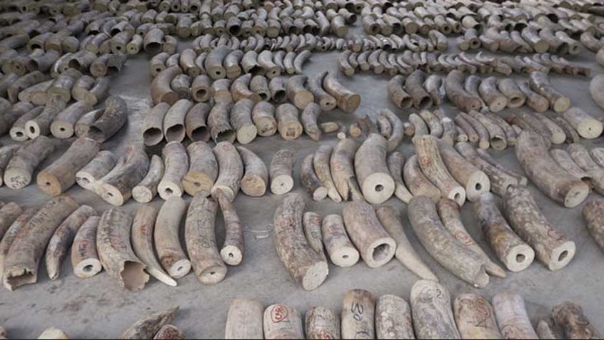 Colmillos de elefante decomisados.