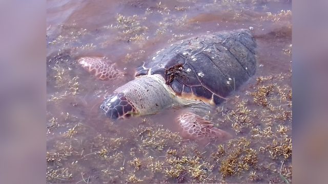 El Sargazo amenaza a tortugas