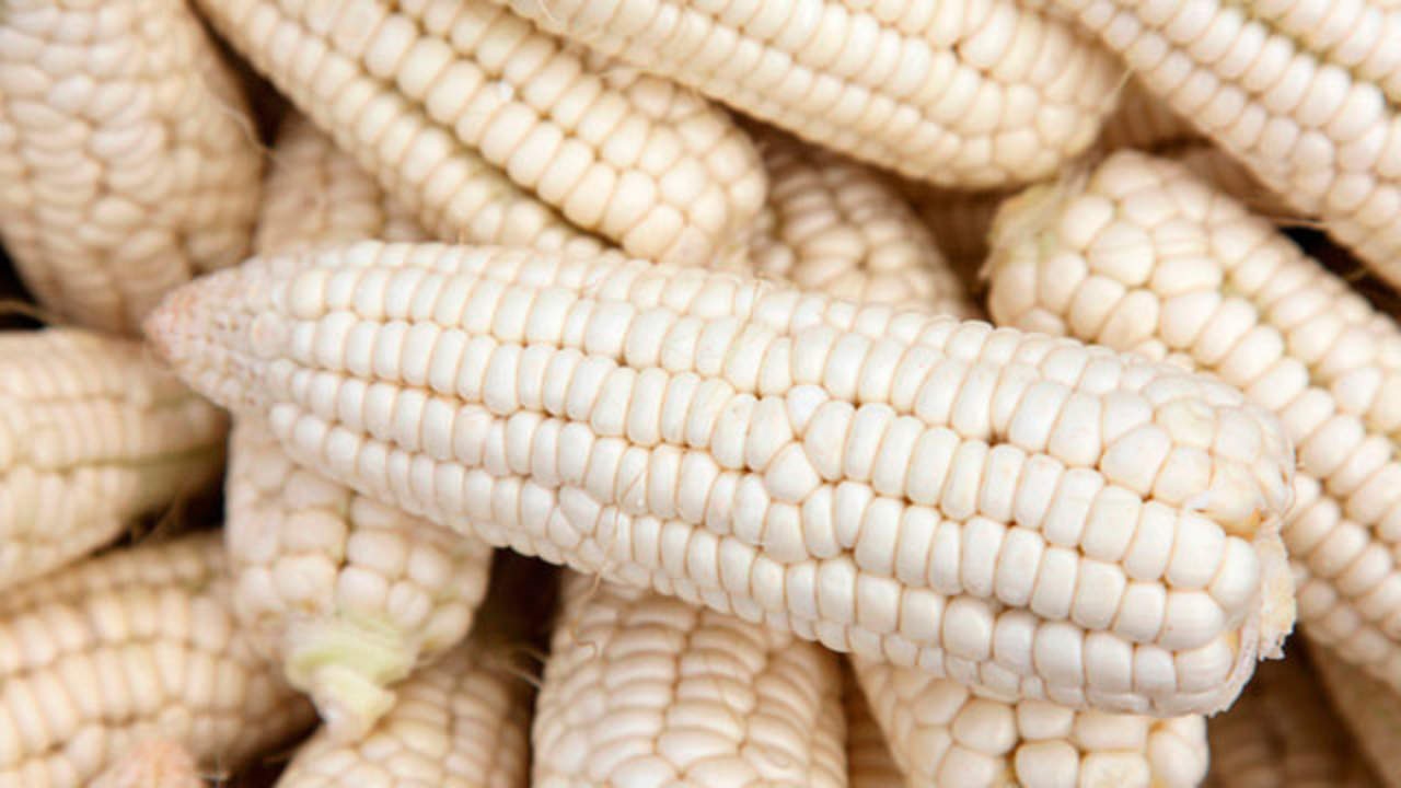 Campesinos de la CODUC realizarán Foro Internacional para disminuir la importación de maíz