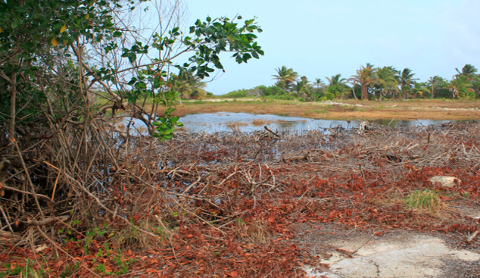 Confirman devastación de mangle en Mahahual