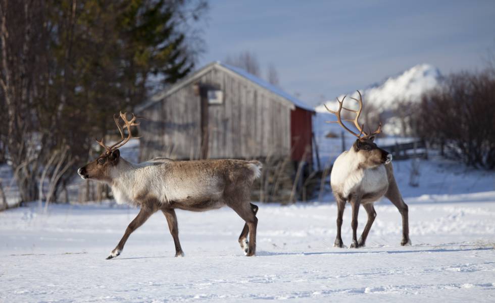 Unos 200 renos murieron de hambre en una isla noruega