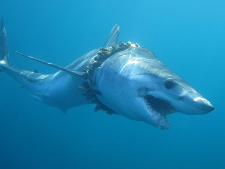 Twitter ayuda a registrar la muerte de cientos de tiburones y rayas por causa del plástico