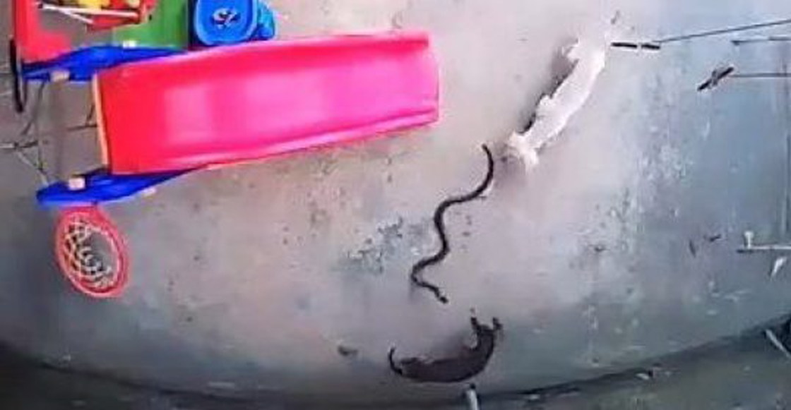 VIDEO: Perritas dan la vida defendiendo a bebé de una cobra
