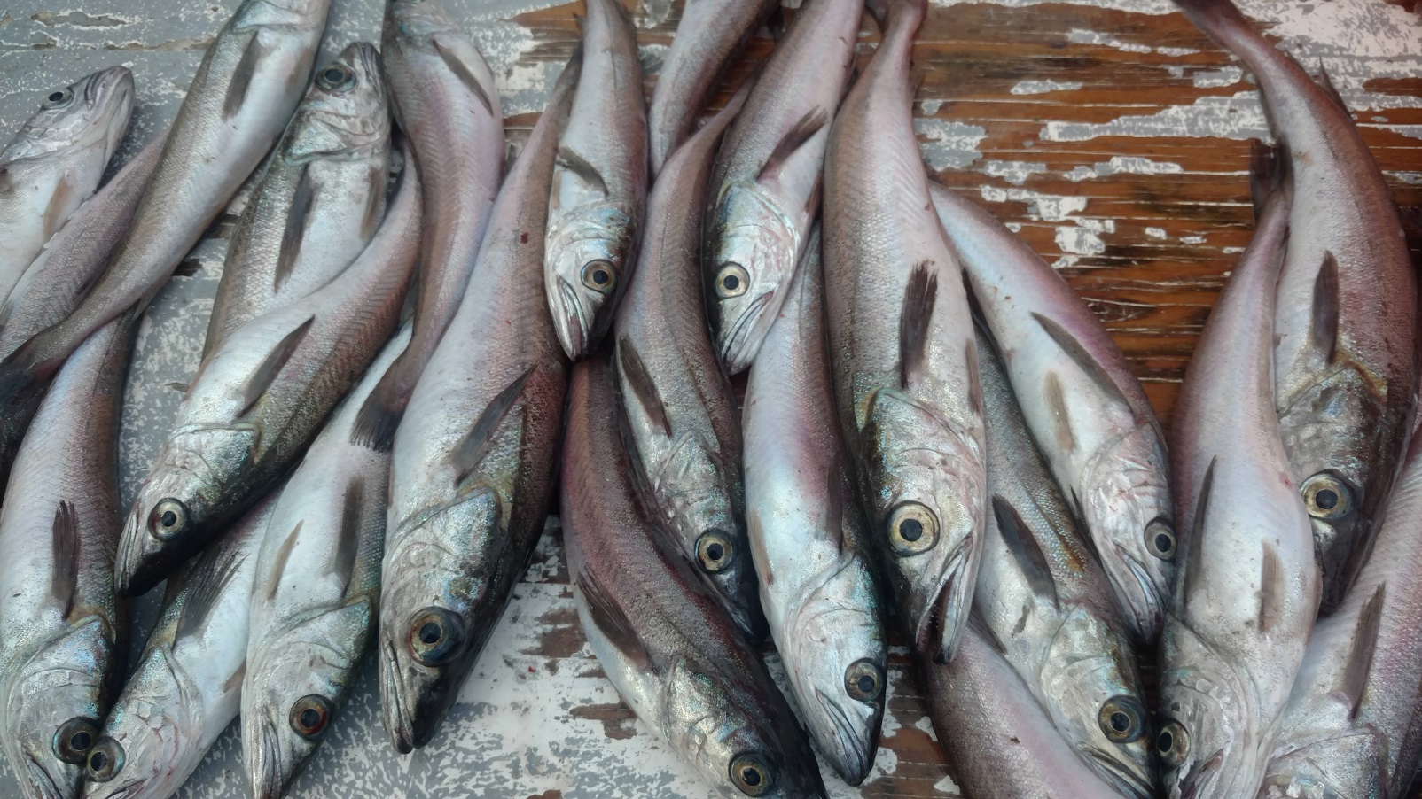 Transformará Sader en una industria sustentable a la pesca de la merluza en el golfo de California