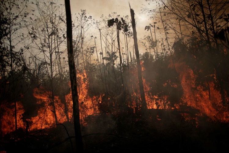 Incendios en la Amazonia ponen en peligro a la flora y fauna