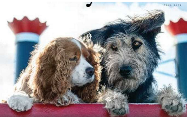 Live action de “La Dama y el Vagabundo” será protagonizado por perros rescatados