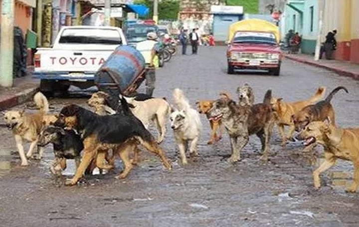 En México, se estima existan 16 millones de perros callejeros