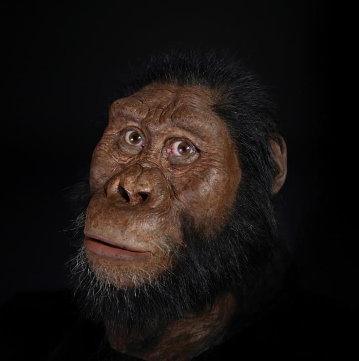 Revelan el rostro de un ancestro de los humanos que vivió hace 4 millones de años