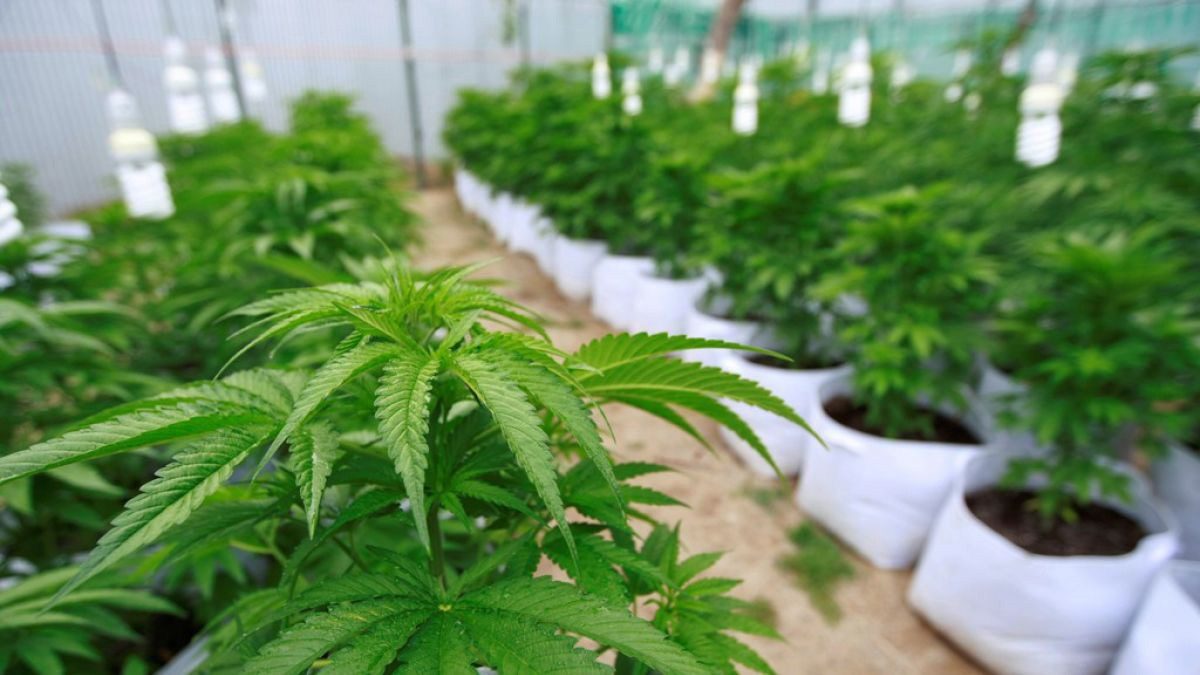 Convocan al ejercicio de Parlamento Abierto rumbo a la regulación del cannabis