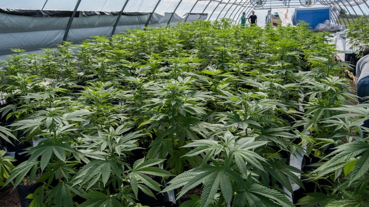 Iniciaron las mesas del Parlamento Abierto sobre la regulación del cannabis
