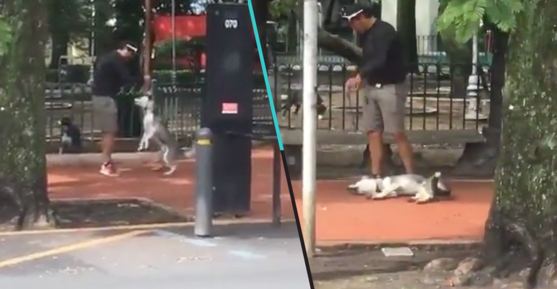 Supuesto entrenador de perros asfixia a husky en el Parque México