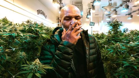 Mike Tyson se fuma 40 mil dólares de marihuana al mes