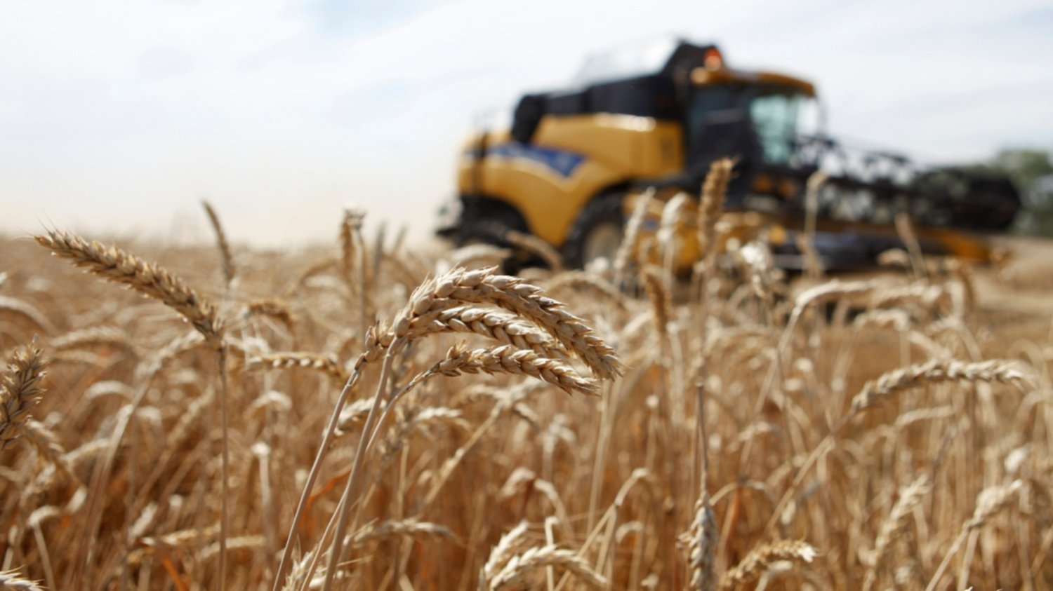 Estiman aumento de 15.6% en producción nacional de trigo panificable en el ciclo Otoño-Invierno 2018/19