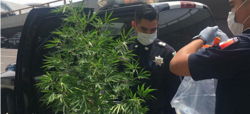 Hallan planta de marihuana sembrada en estacionamiento del AICM