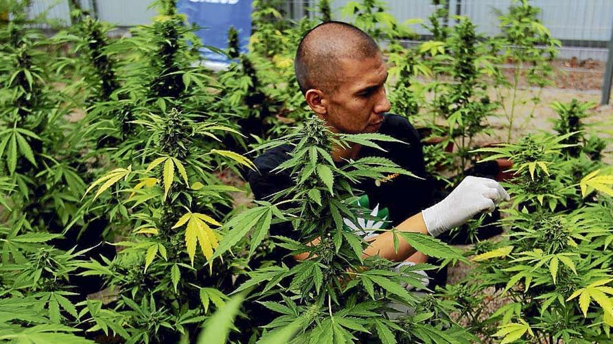 Aprueban diputados legalización de la marihuana