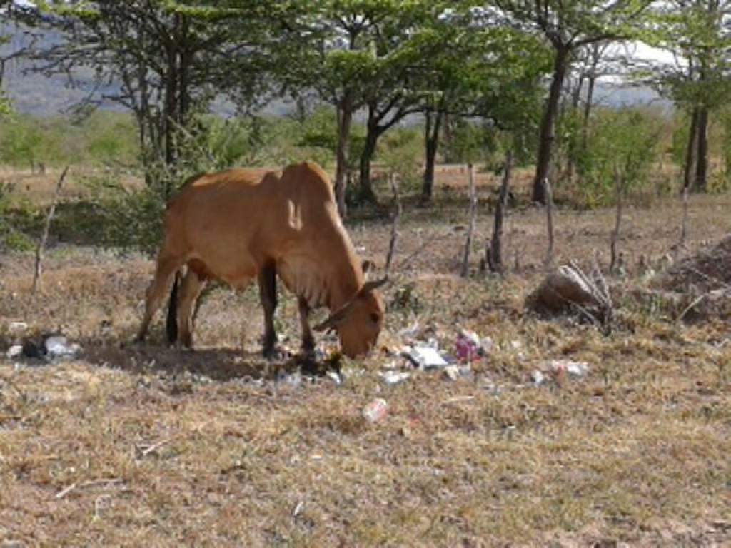 Ganaderos lecheros reportan la muerte de 100 mil cabezas de bovinos por sequía
