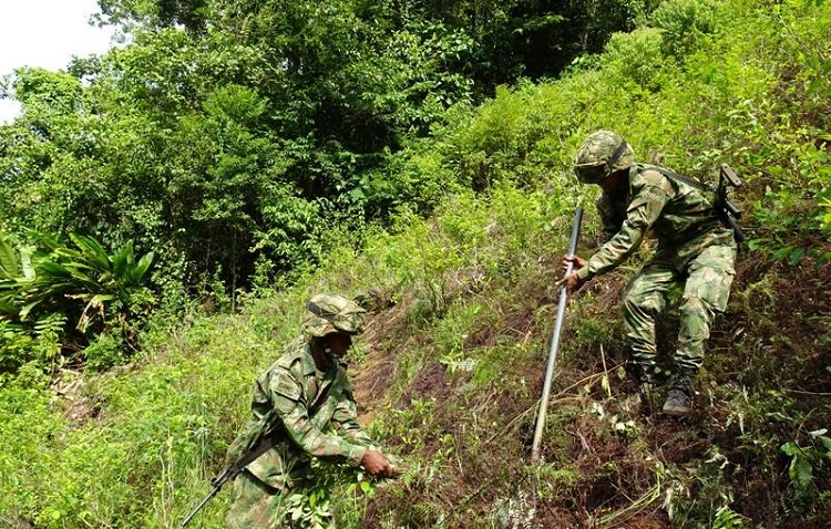 Violencia complica erradicación de hojas de coca en Colombia