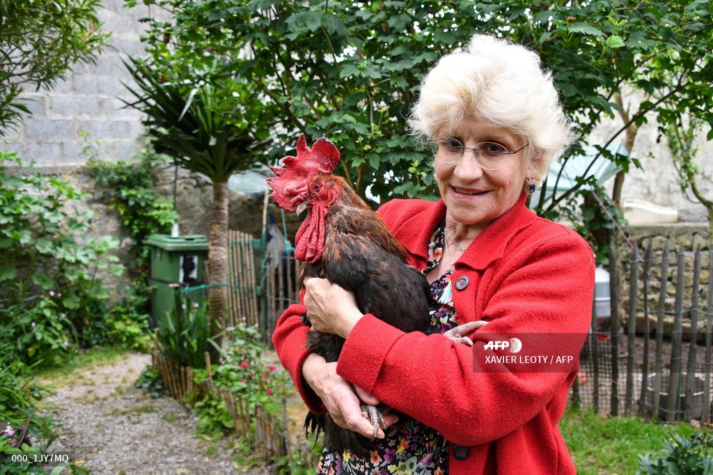 ¡Increibe! El gallo Maurice gana juicio para seguir cantando muy temprano