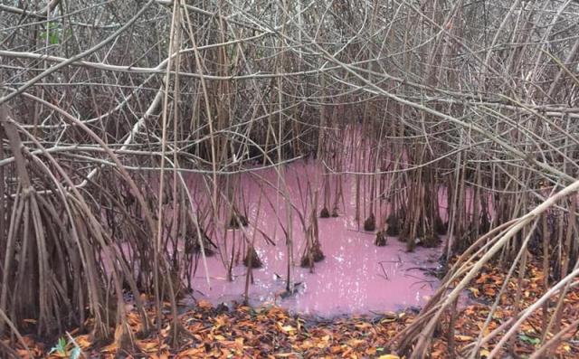 Piden investigar ecocidio en Puerto Morelos