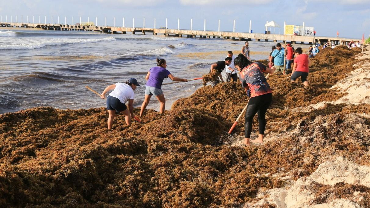 Marina ha recolectado seis mil toneladas de sargazo en el mes