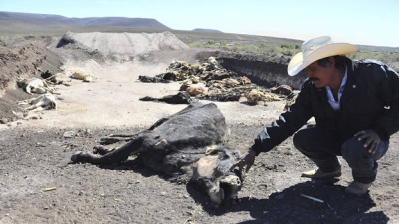 Sequías en Durango han arrasado con 30 mil hectáreas de sembradíos