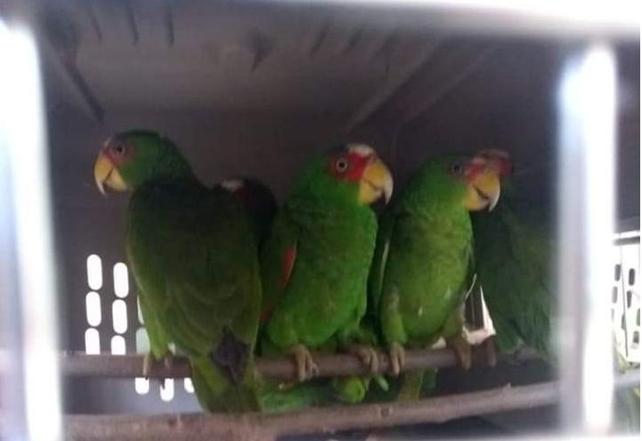 Loros capturados