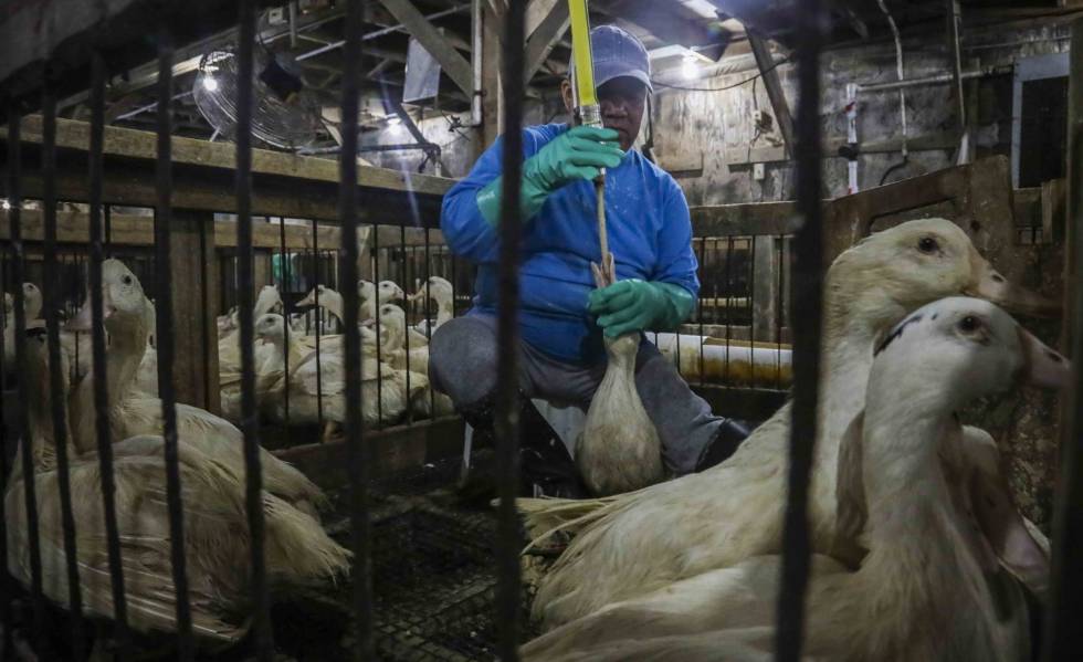 NY prohibe la venta de “foie gras” en tiendas y restaurantes