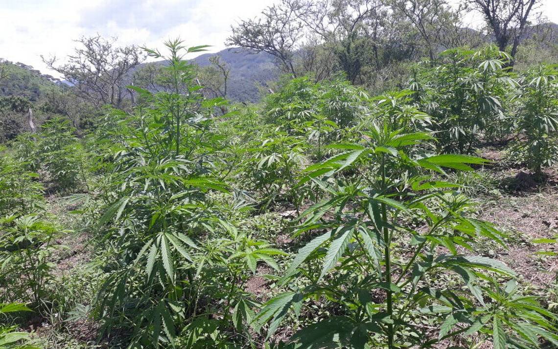 Regulación del cannabis generará empleos y será un golpe al narcotráfico, reiteran en el Senado