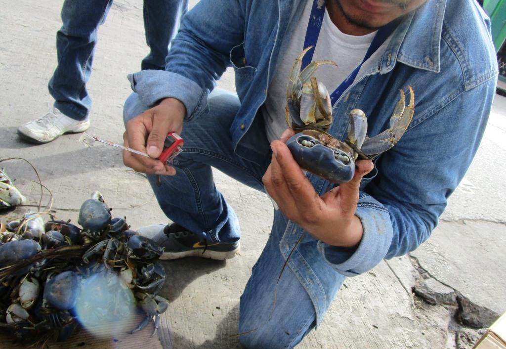 Realiza Inapesca investigación para promover el aprovechamiento comercial y sustentable del cangrejo azul