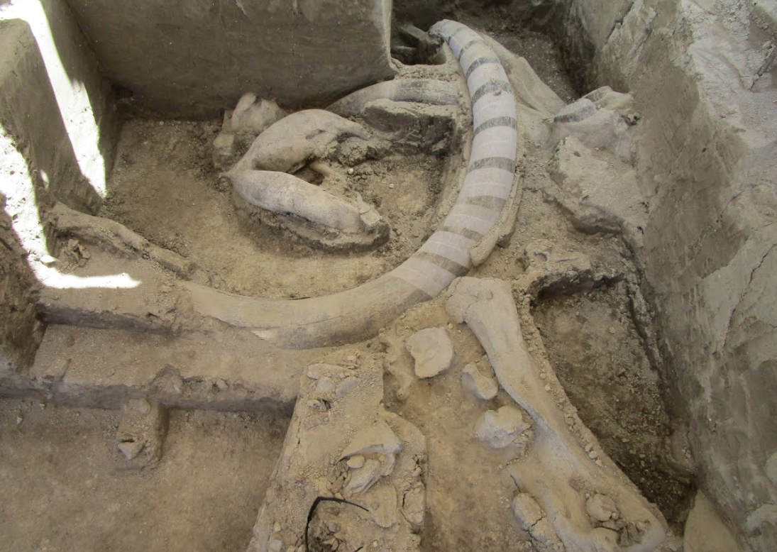 Trampas y fósiles de Mamut encontrados en Tultepec han cambiado el panorama científico