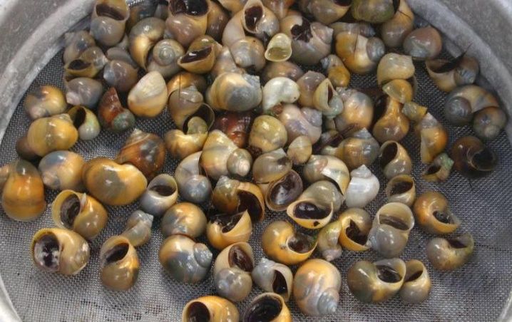 Encuentran más de 80 costales de caracol chivita en Bacalar