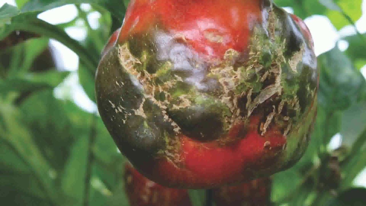 Fortalece Agricultura vigilancia fitosanitaria para virus rugoso del tomate
