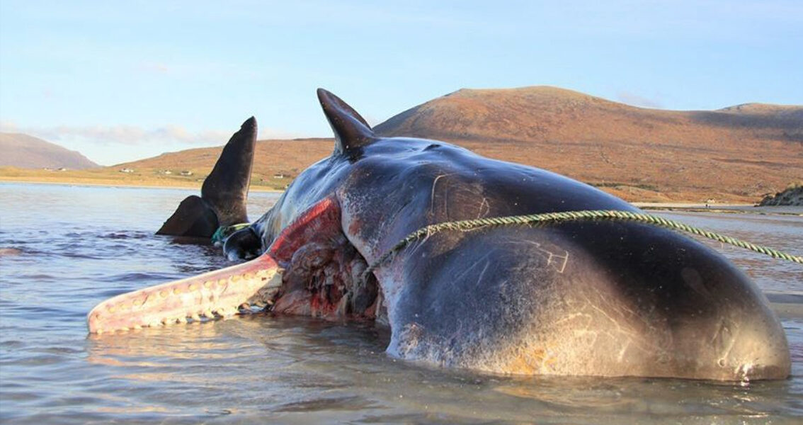 Encuentran a ballena muerta con 100 kilos de basura en su estómago