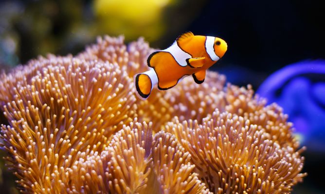 Nemo y su familia a punto de desaparecer por el cambio climático