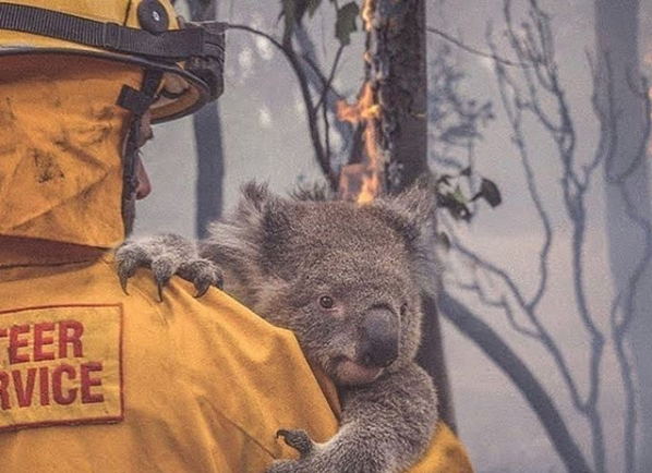 ¡Lo hicimos! El koala está “funcionalmente” extinto