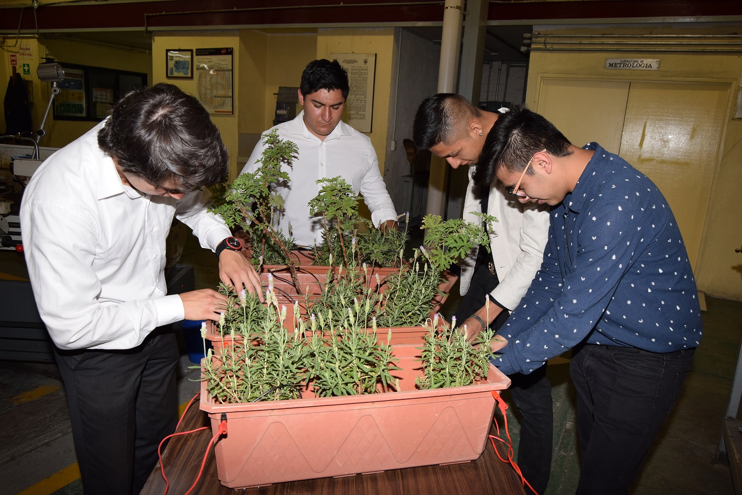 Desarrollan politécnicos energía vegetal