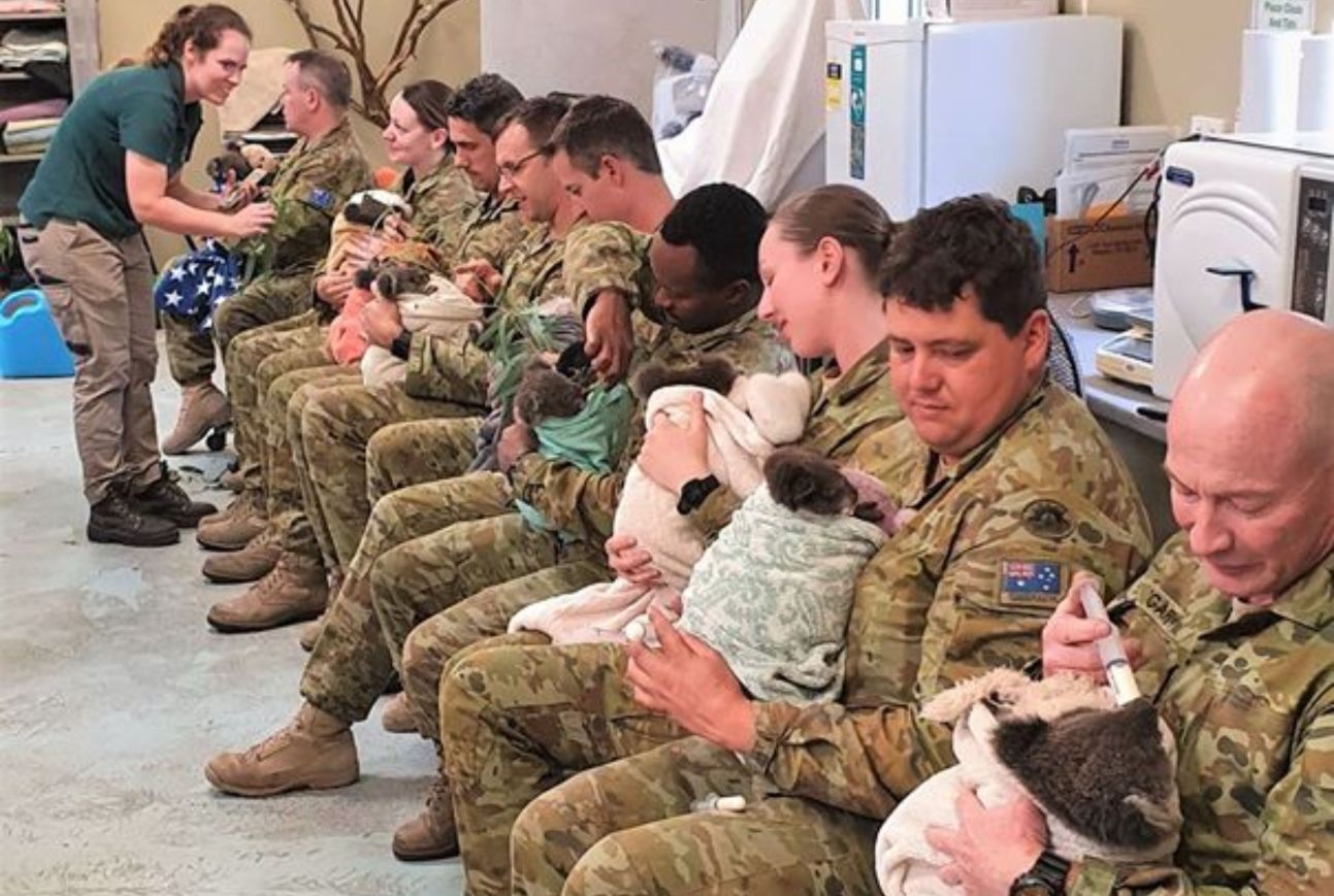 Soldados de Australia cuidan a los koalas heridos por los incendios forestales
