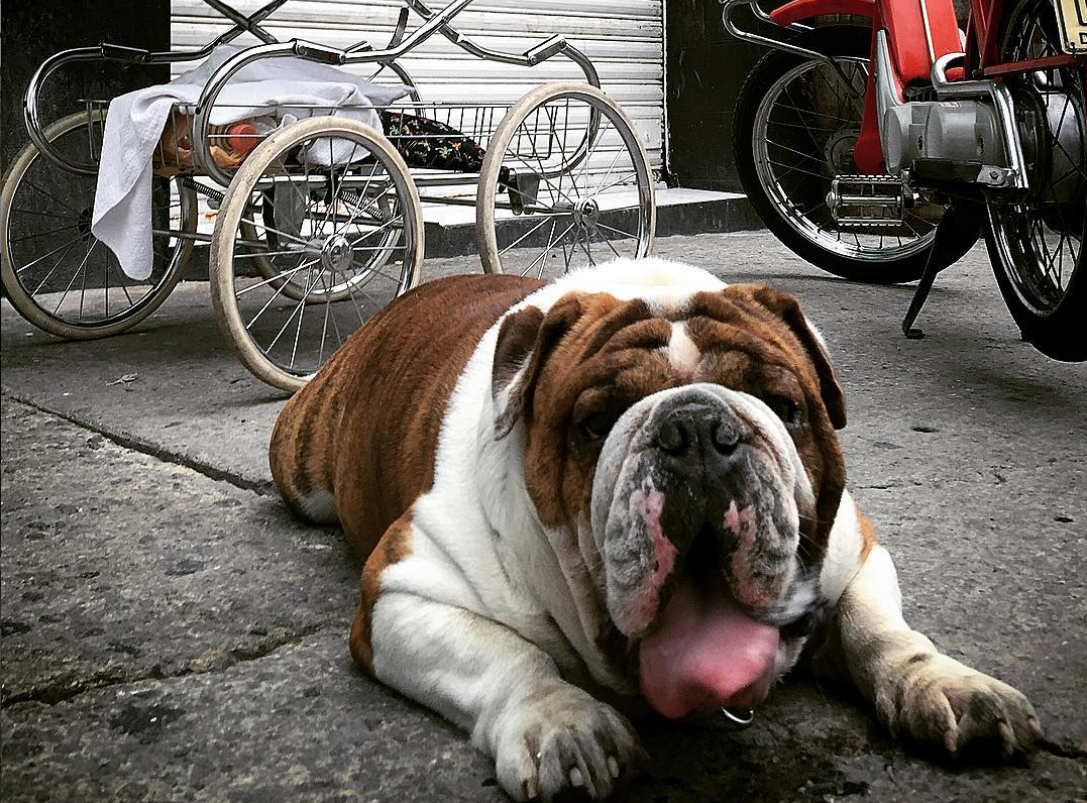 Rescatan a ‘Emilio’, el bulldog robado en La Roma