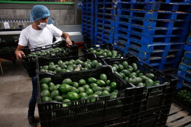 Productores de pequeña escala, los principales exportadores de aguacate a Estados Unidos: Agricultura