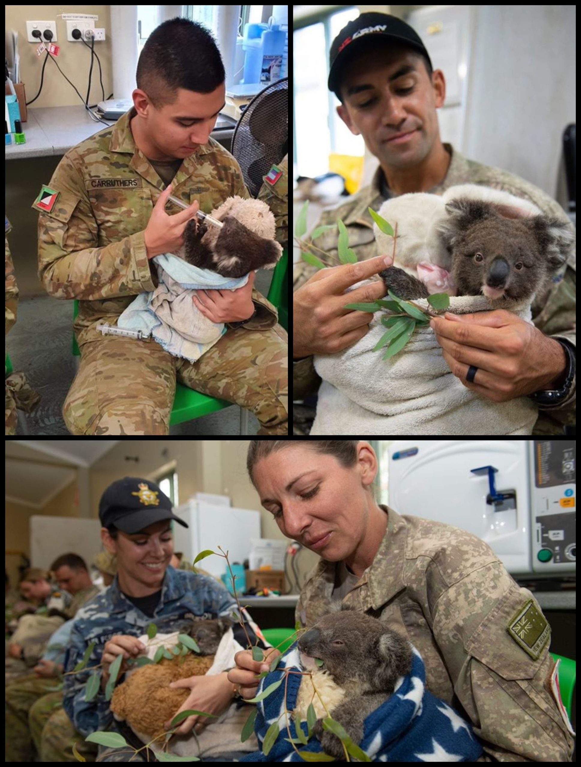 Soldados de Australia cuidan a los koalas heridos por los incendios forestales