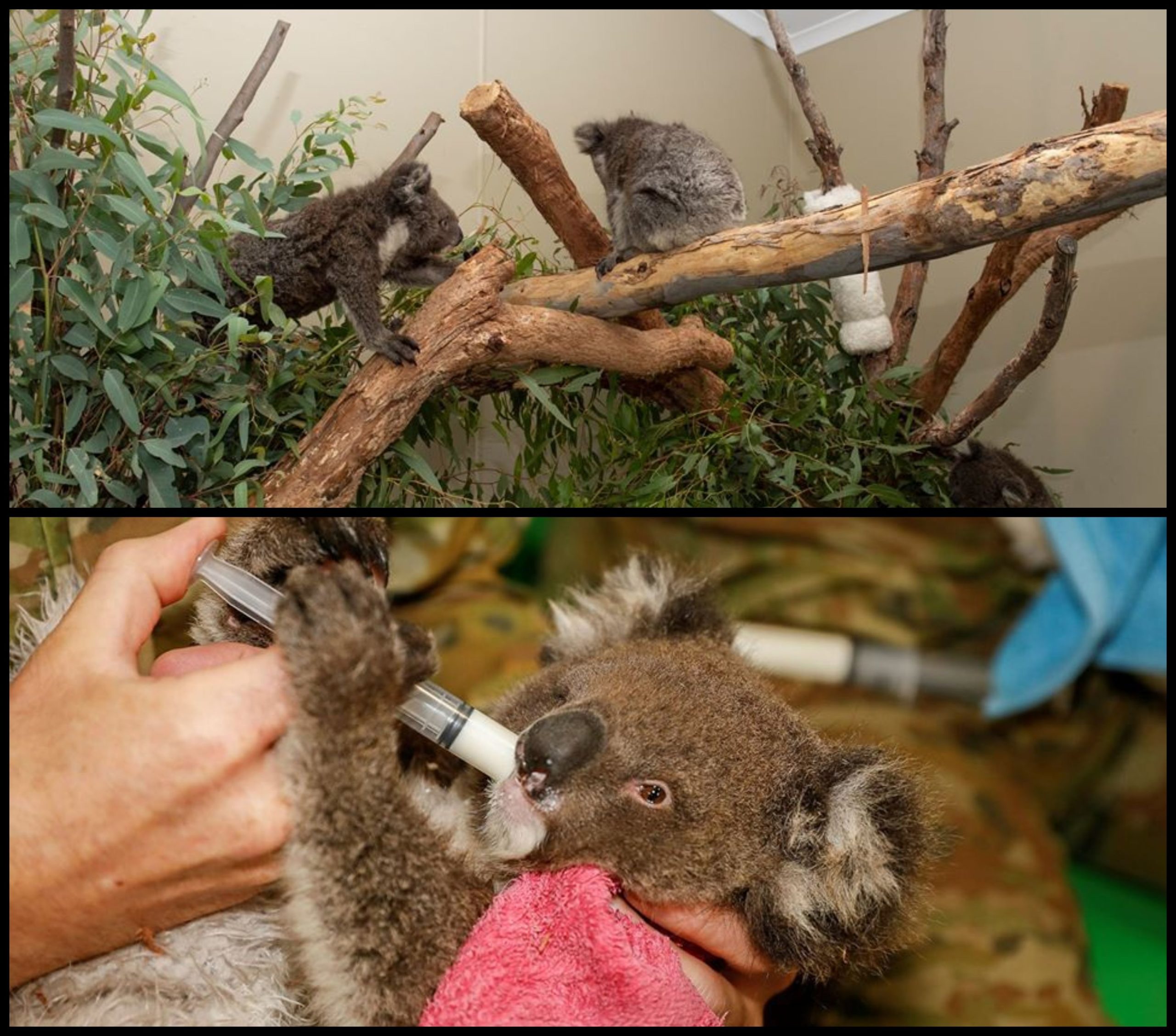 Soldados de Australia cuidan a los koalas heridos por los incendios forestales