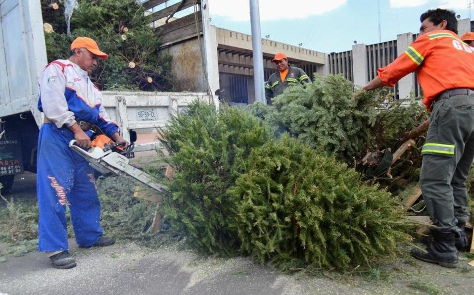 Alcaldía Cuauhtémoc alista centros de acopio de árboles de Navidad