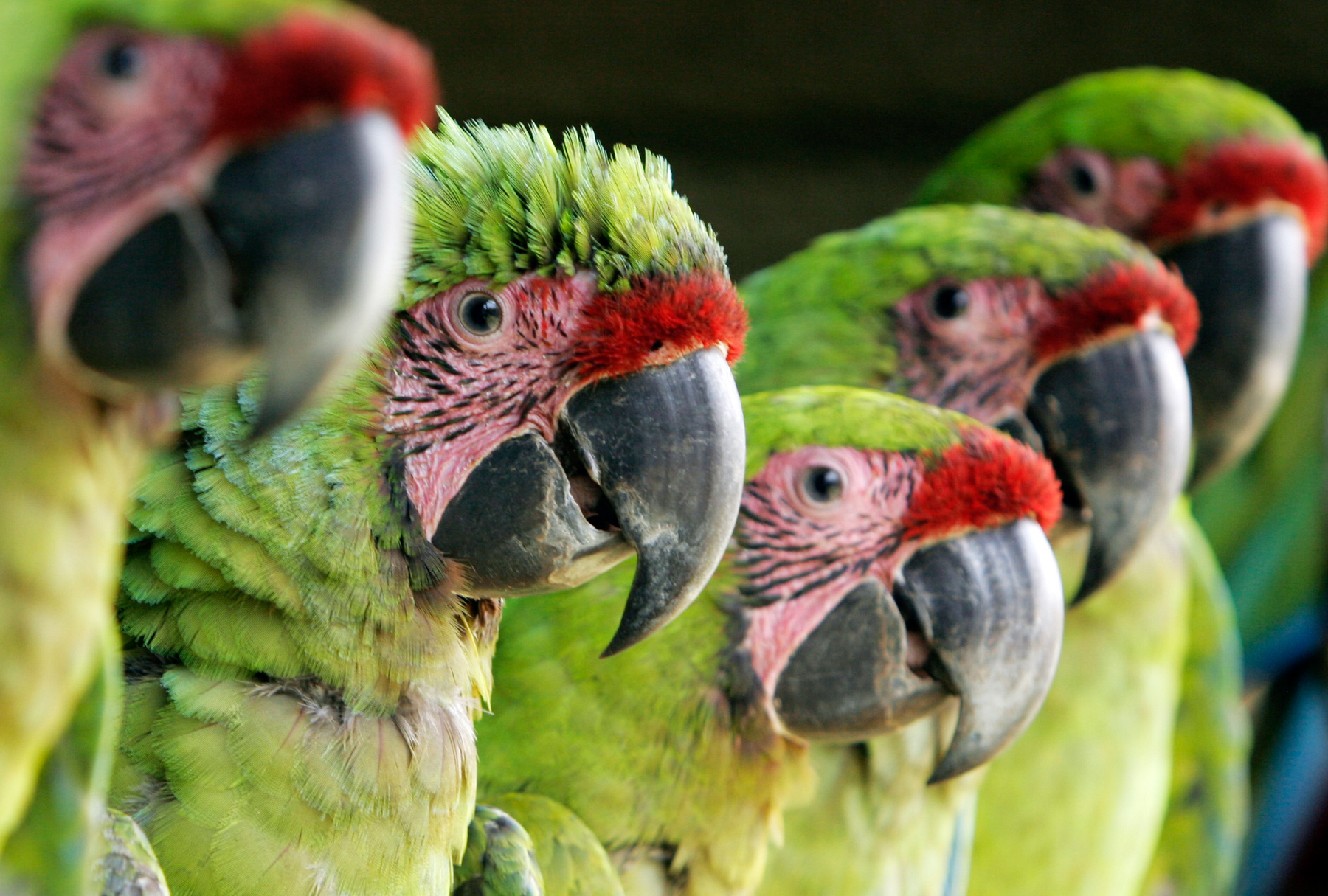 Propone sancionar con 14 años de prisión a quien comercialice con la fauna silvestre