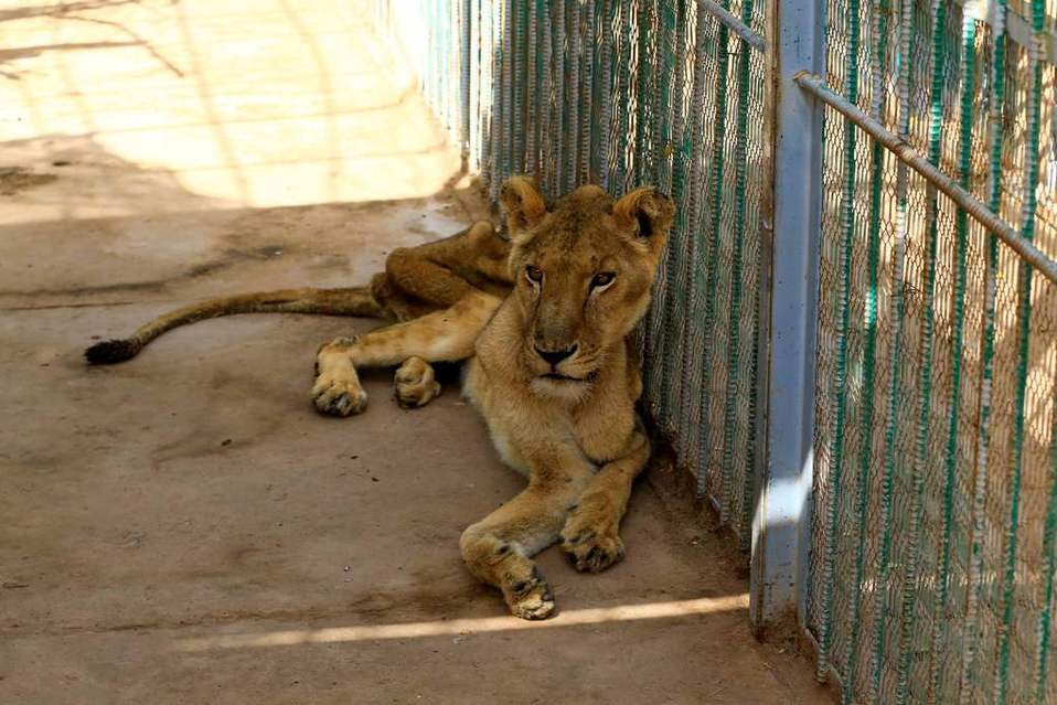 Exigen el rescate de cuatro leones desnutridos que viven en un zoológico de Sudán
