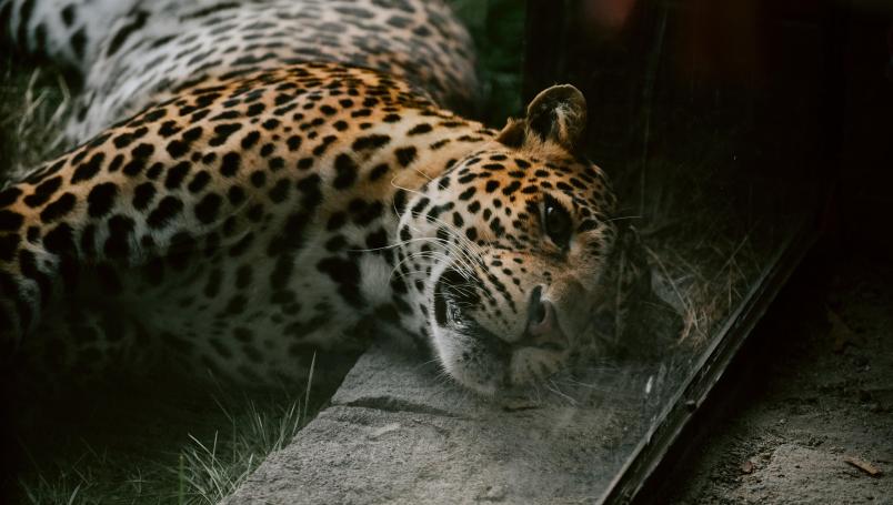 Mutilan a uno de los últimos 10 leopardos de Sri Lanka