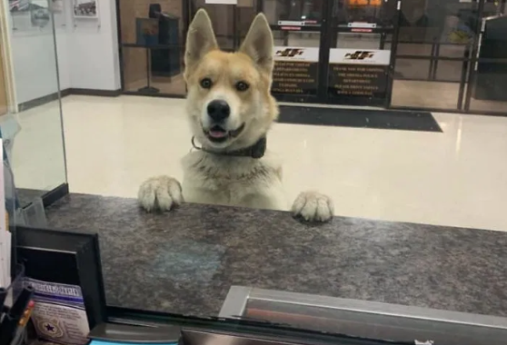 perrito perdido entra a estación de policía